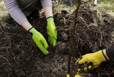 Копаем посадочные ямы для осенних саженцев вместе с ученым-мичуринцем: пошагово