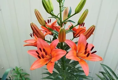 Май – лучшее время для размножения лилий чешуйками: пусть красоты станет еще больше