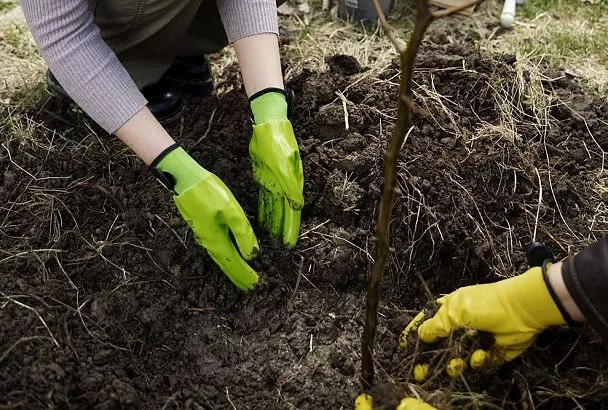 Копаем посадочные ямы для осенних саженцев вместе с ученым-мичуринцем: пошагово