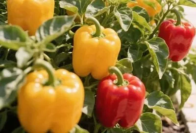 Пасынкуем перцы так — и кусты завалят свою «мачеху» мясистыми плодами