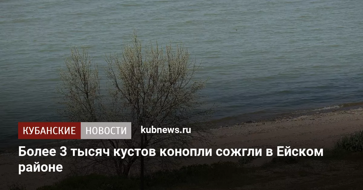 Более 3 тысяч кустов конопли сожгли в Ейском районе