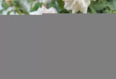 Солнечный удар у розы: что делать, если палящие лучи спалили нежные лепестки