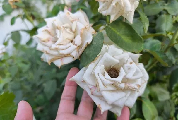 Солнечный удар у розы: что делать, если палящие лучи спалили нежные лепестки