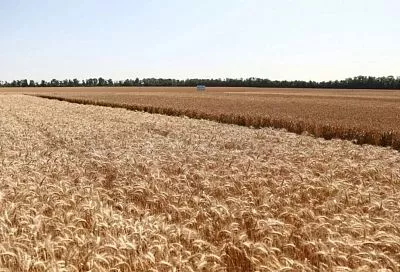 В Ростовской области достигнута 99% всхожесть озимых культур