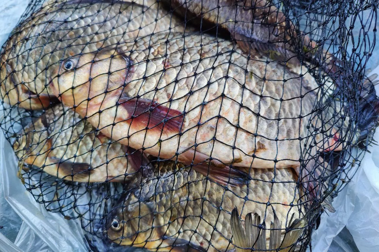 Сделал такую снасть — и клюет крупный карась: секрет уловистой удочки от Сущевского