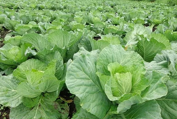 Высеваем капусту на рассаду с 1 апреля: два метода с замачиванием и золой – урожай сразу добротный