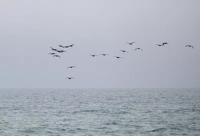 Самолет-разведчик ВВС Великобритании замечен над Черным морем