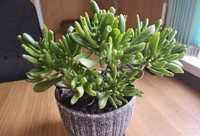 Простой метод борьбы с цветочной мошкой: серная мазь – это копеечное средство есть в каждой аптеке