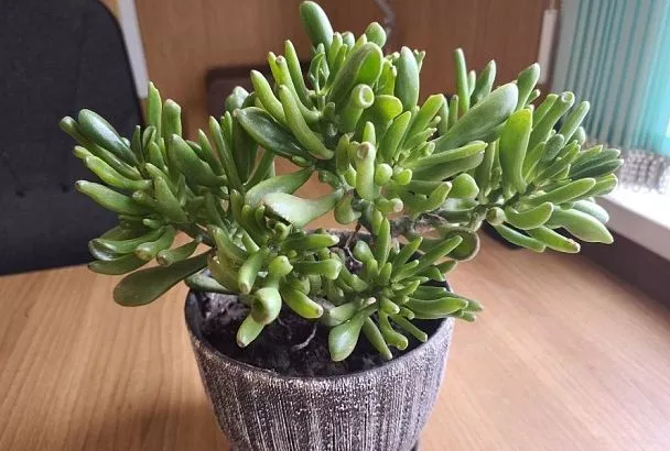 Простой метод борьбы с цветочной мошкой: серная мазь – это копеечное средство есть в каждой аптеке