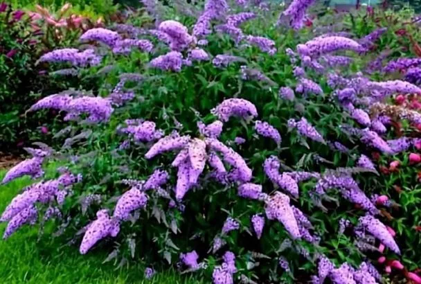 Буддлея - кустарник, который превращает сад в цветущий водопад, даже если у вас очень бедная почва