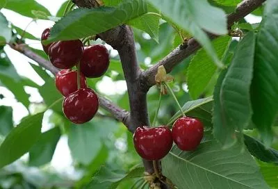 Секрет черешни – известь: увеличить урожай косточковых поможет простая побелка