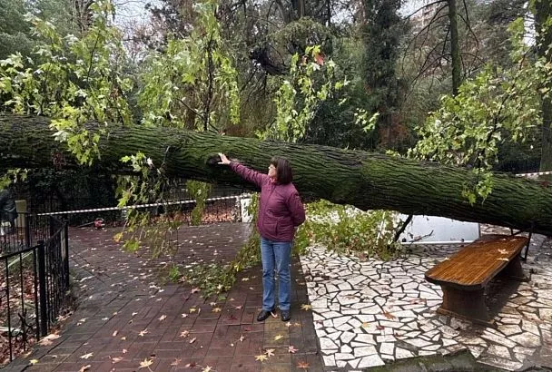 В сочинском дендрарии упал 130-летний ликвидамбр