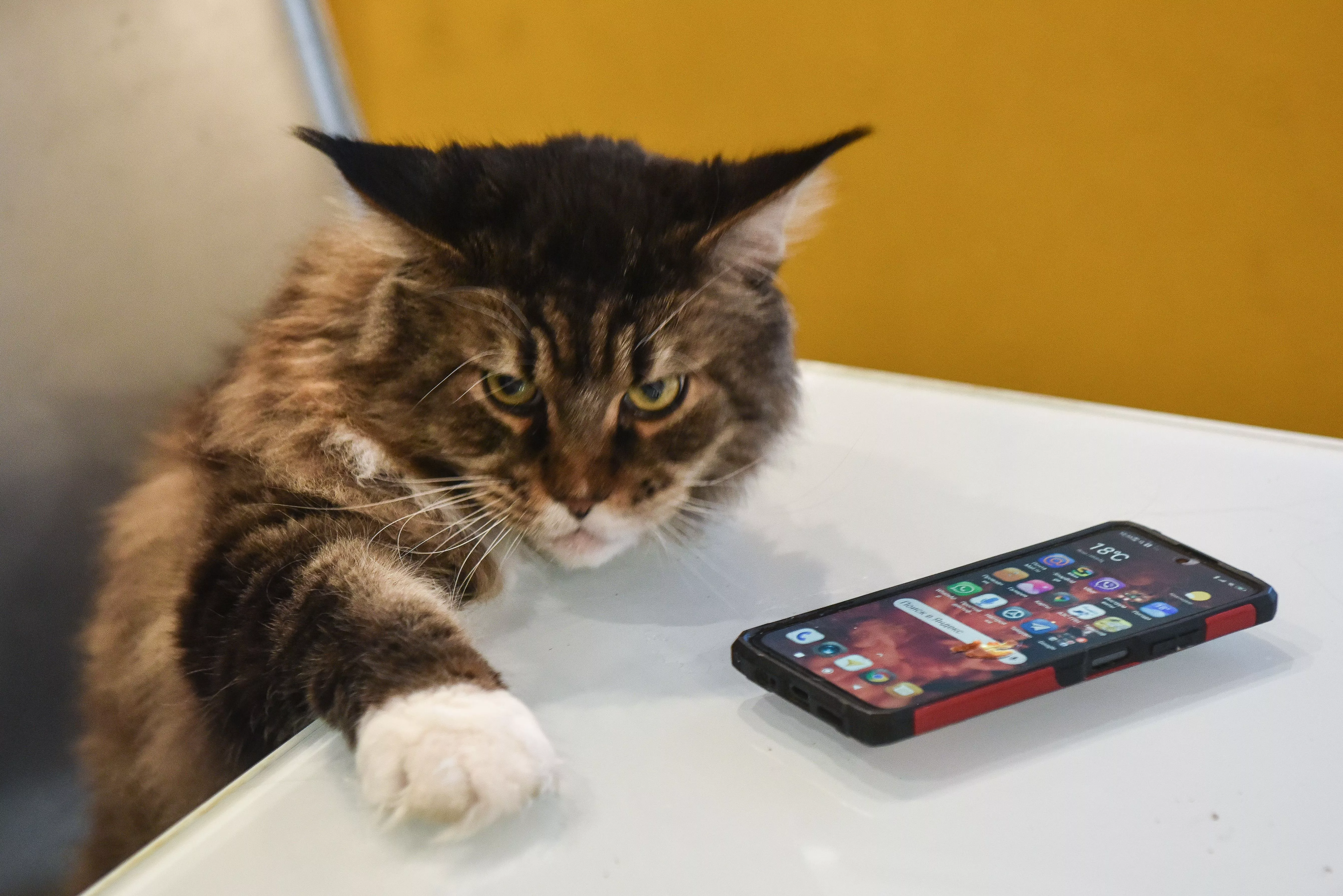 Краснодарский край вошел в число регионов-лидеров по просмотрам коротких видео