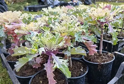 Маргаритки, цикламены, декоративная капуста: более 200 тысяч цветов высадят на улицах Сочи