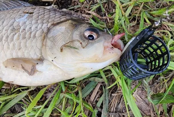 Фидерные кормушки весной: Выбираем вес для идеальной рыбалки