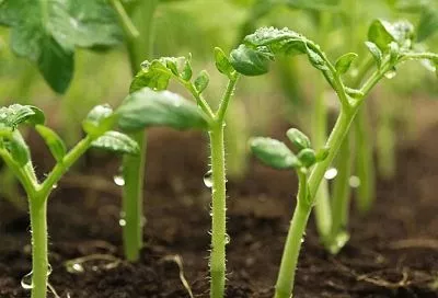 Формула идеальной рассады: определяем дату посева томатов шаг за шагом