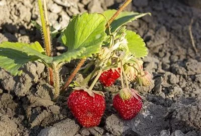 Лучшая органика для клубники в сентябре: закладываем урожай, который приятно удивит