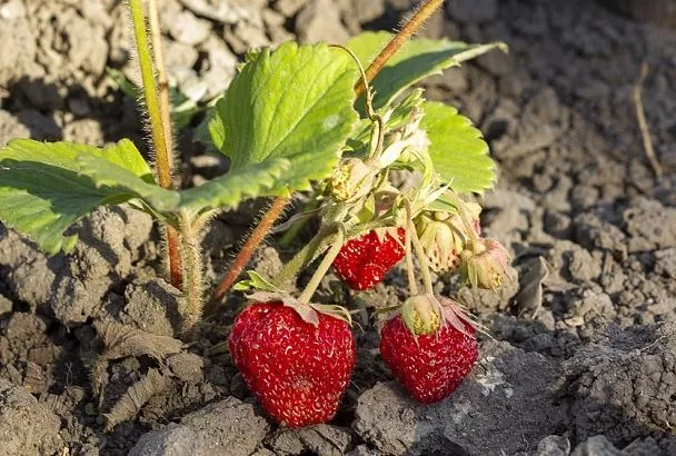 Лучшая органика для клубники в сентябре: закладываем урожай, который приятно удивит