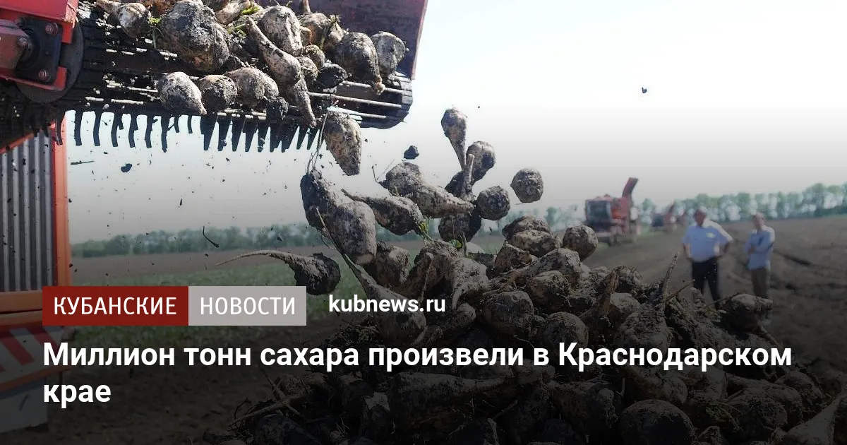 Миллион тонн сахара произвели в Краснодарском крае