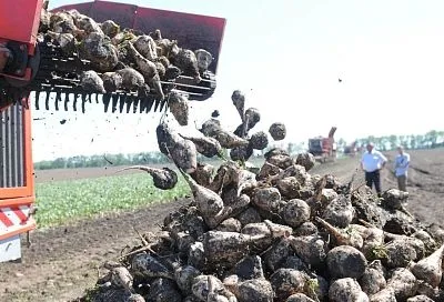 Миллион тонн сахара произвели в Краснодарском крае