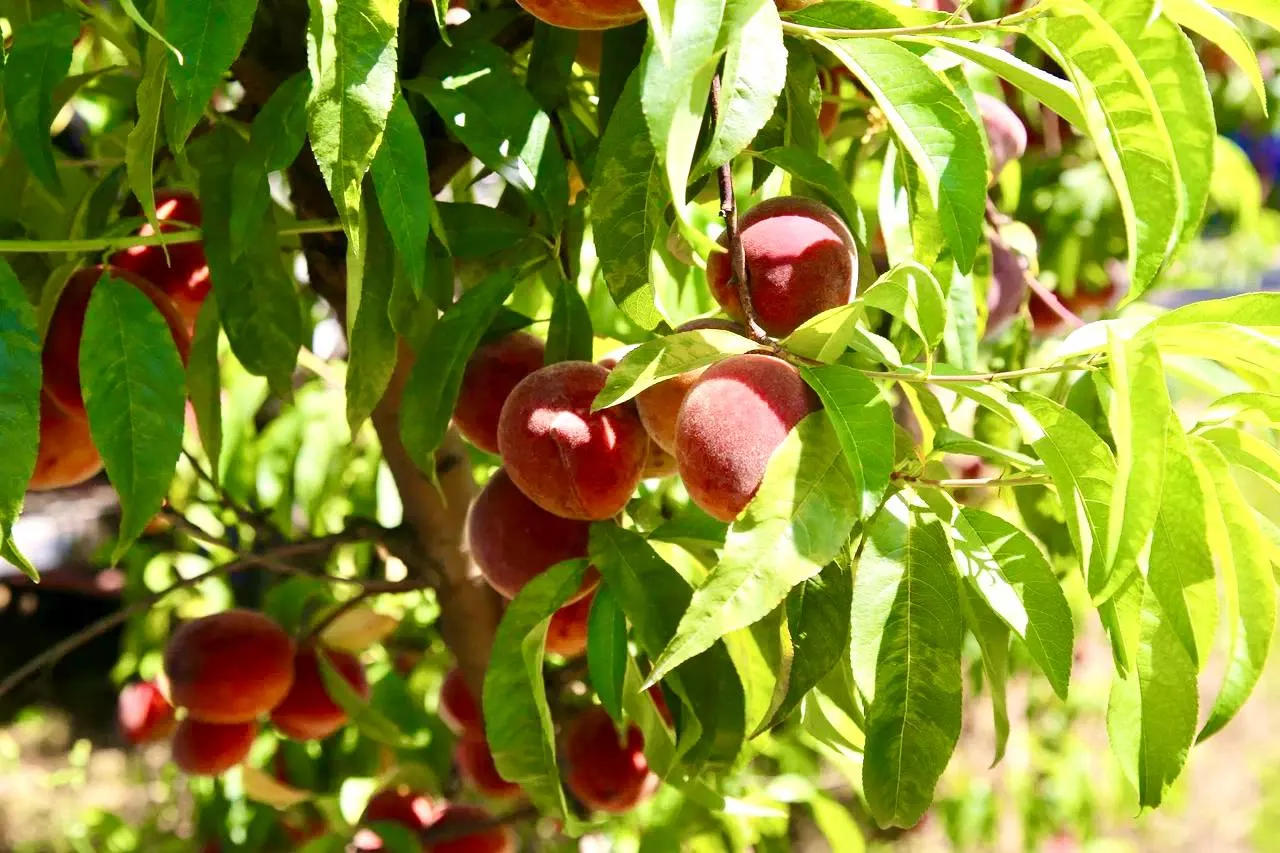 В Геленджике планируют собрать свыше 200 тонн персиков 