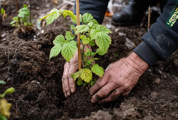 Как правильно посадить малину осенью: советы от опытного садовода