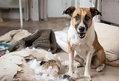 Собака дома одна: как оставить питомца надолго - без стресса и разрушений