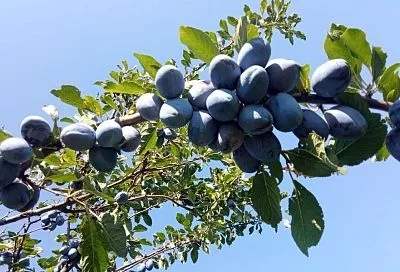 Вырастут и в болоте: какие деревья способны выжить в мокрой почве