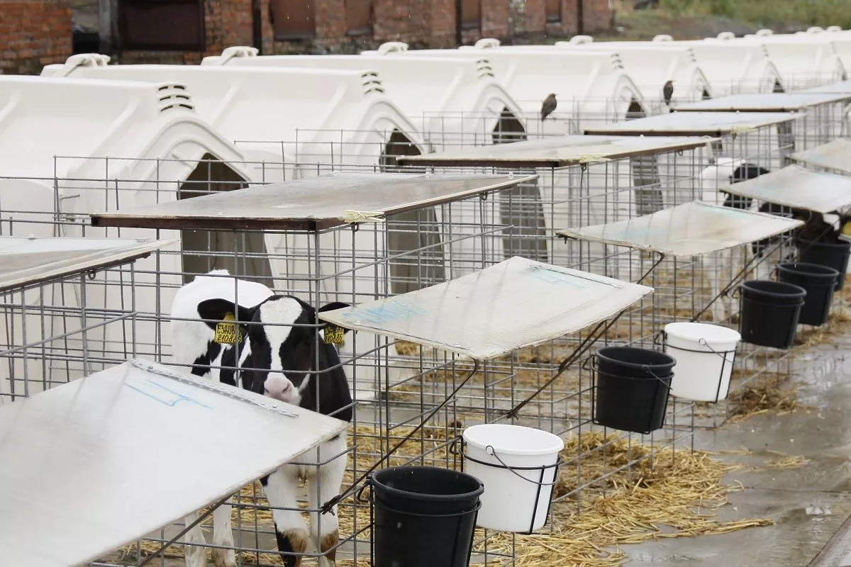 Основную ставку на молочно-товарном комплексе сделали на разведение высокопродуктивной породы коров.