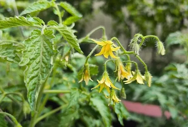 Об этом вы точно не знали: уникальная магниевая подкормка для томатов из свекольных отходов