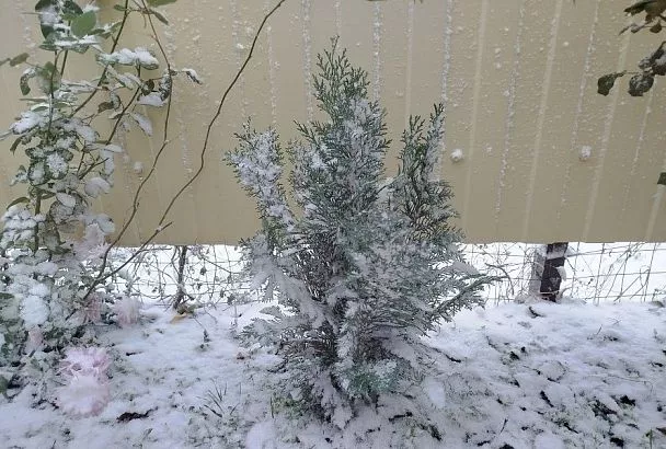 Что укутывать на зиму: частые ошибки при укрытии растений