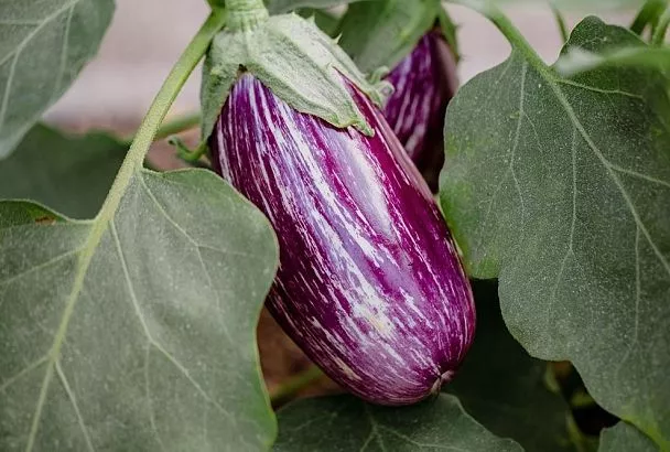 Идеальная рассада баклажанов для короткого лета: сроки, сорта и секреты от Галины Кизимы