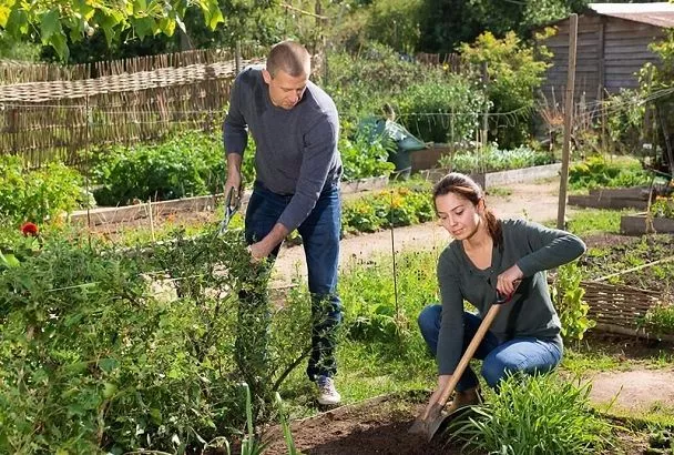 Как подготовить садовые инструменты к работе и защитить их от ржавчины