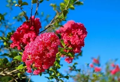 Красотка лагерстремия: экзот, который отлично приживется на вашем участке