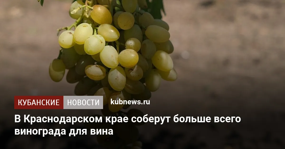 В Краснодарском крае соберут больше всего винограда для вина