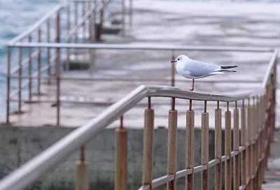 Прорыв арктического воздуха не достигнет побережья Сочи, но погода будет ненастной