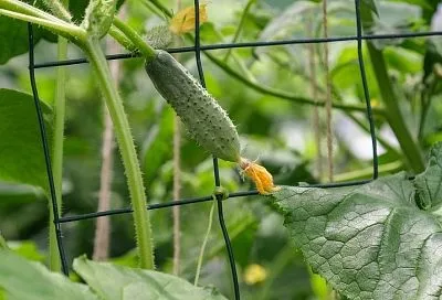 Трава из черного пакета и триходерма: средство из 2 этих частей взбодрит даже самые чахлые огурцы