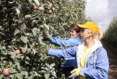 Себе и людям: агросектор Кавказского района растет на объемах производства