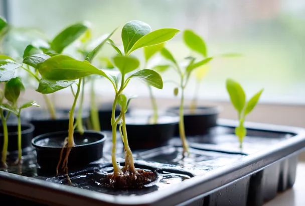 Как ухаживать за рассадой после всходов: пошаговое руководство