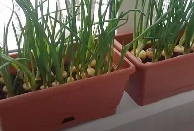 Срезаю лук-севок так — и он весь год выгоняет перо на подоконнике, как сумасшедший (без подсветки)