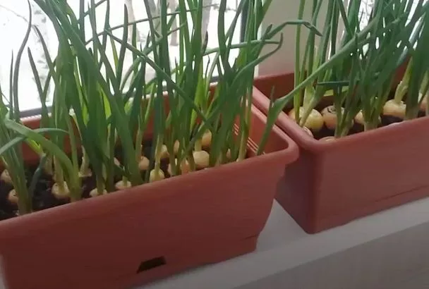 Срезаю лук-севок так — и он весь год выгоняет перо на подоконнике, как сумасшедший (без подсветки)