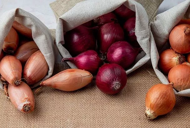 Дачникам Подмосковья назвали 3 сорта лука для осенней посадки с урожайностью до 5 кг/м²