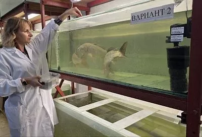 На юге разработали способ защиты карпа от токсинов с помощью свекловичной патоки