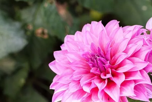 Это обман: если вам рассказывают, что есть сорта георгинов, которые не надо выкапывать на зиму, не верьте – эксперт рассказал, почему и когда это надо обязательно сделать, чтобы не погубить растение 