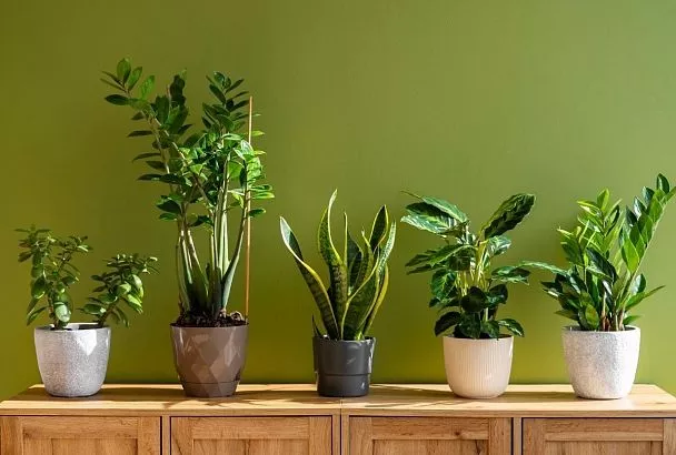 Главное - не переборщить! Как экологично ускорить рост домашних растений