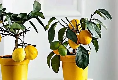 Как правильно поливать и удобрять комнатный лимон, чтобы он радовал ароматными плодами
