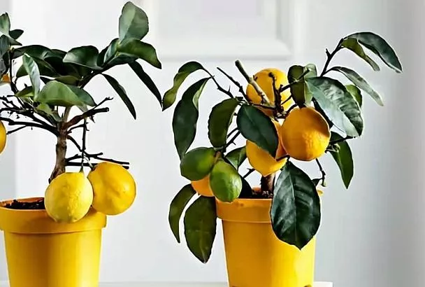 Как правильно поливать и удобрять комнатный лимон, чтобы он радовал ароматными плодами