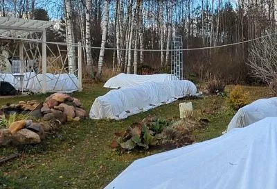 Защищаем ранние посевы от заморозков: спанбонд или пленка? 3 совета, как выбрать укрывной материал