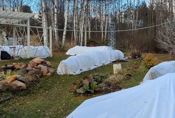 Защищаем ранние посевы от заморозков: спанбонд или пленка? 3 совета, как выбрать укрывной материал