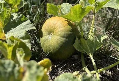 Посадка тыквы в июле: отличный способ вырастить богатый урожай даже при условии короткого лета